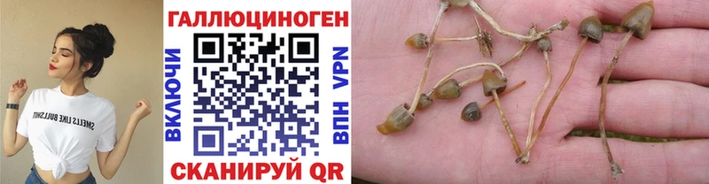 Псилоцибиновые грибы Cubensis  Кодинск 